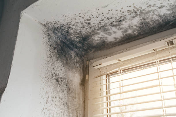 Affordable Mold Removal solutions in Union City, PA